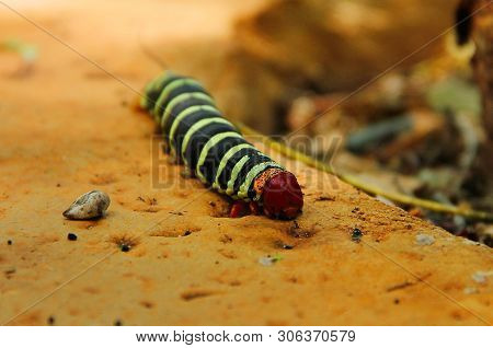 A Huge Caterpillar Pseudosphinx Tetrio With A Velvety Black And Green Striped Body, A Orange Tail An