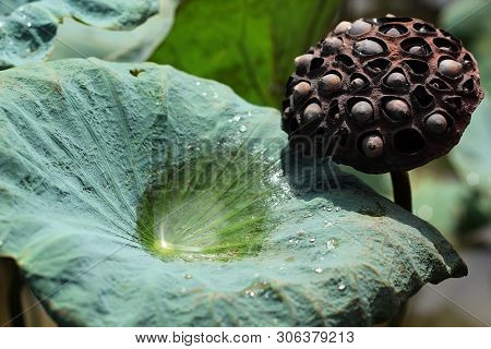 Beautiful Seed Head Of Lotus Flower On The Lake