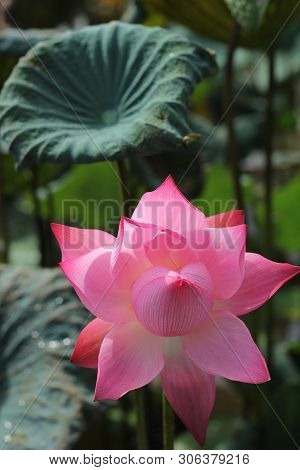 beautiful Pink Lotus Flower With Green Leafs On The Lake