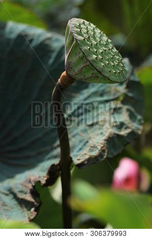 Beautiful Seed Head Of Lotus Flower On The Lake