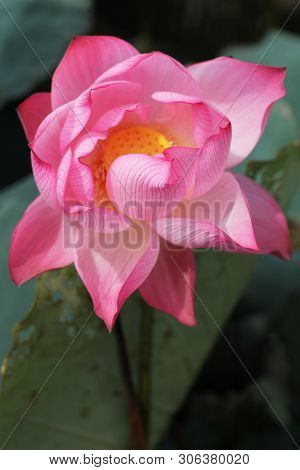 beautiful Pink Lotus Flower With Green Leafs On The Lake