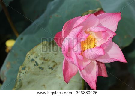 beautiful Pink Lotus Flower With Green Leafs On The Lake