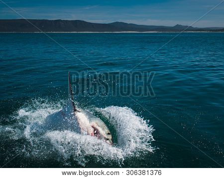Great White Shark, Carcharodon Carcharias South Africa