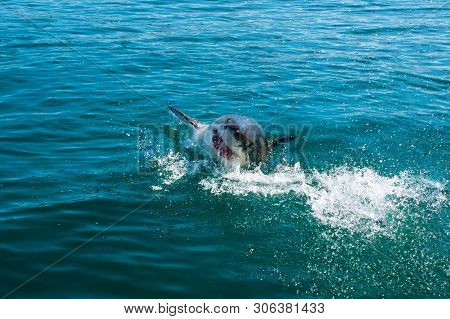 Great White Shark, Carcharodon Carcharias South Africa