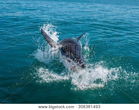 Great White Shark, Carcharodon Carcharias South Africa
