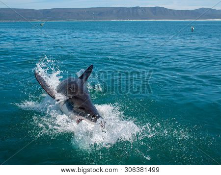 Great White Shark, Carcharodon Carcharias South Africa