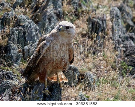 kite resting on rock (buteo rufinus)
