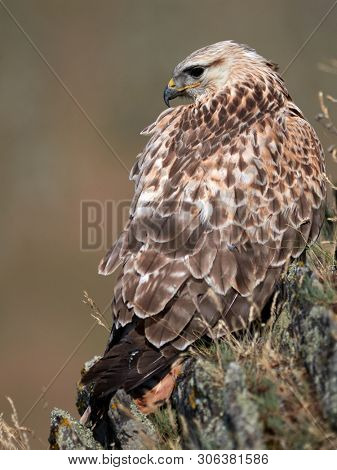 kite resting on rock (buteo rufinus)