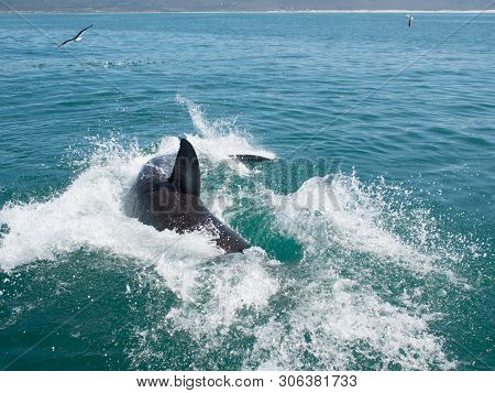 Great White Shark, Carcharodon Carcharias South Africa