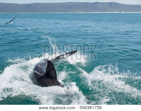 Great White Shark, Carcharodon Carcharias South Africa