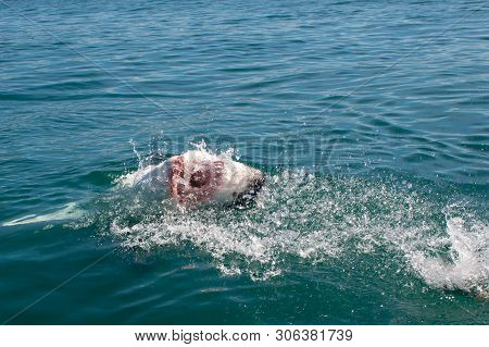 Great White Shark, Carcharodon Carcharias South Africa