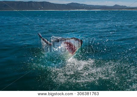 Great White Shark, Carcharodon Carcharias South Africa