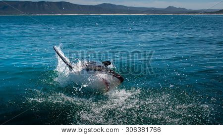 Great White Shark, Carcharodon Carcharias South Africa