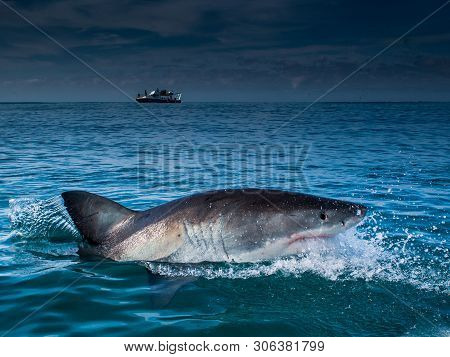 Great White Shark, Carcharodon Carcharias South Africa