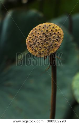 Beautiful Seed Head Of Lotus Flower On The Lake