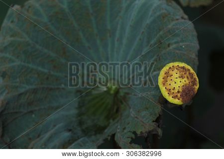 Beautiful Seed Head Of Lotus Flower On The Lake