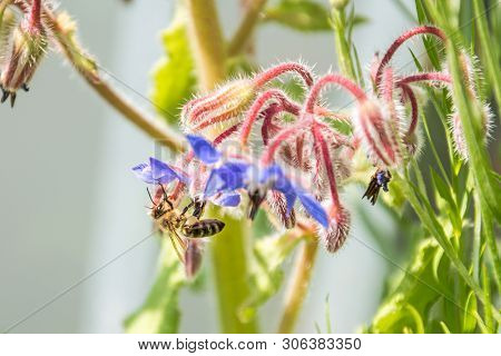 Closeup Of A Bee On A Beautiful Blue Flower
