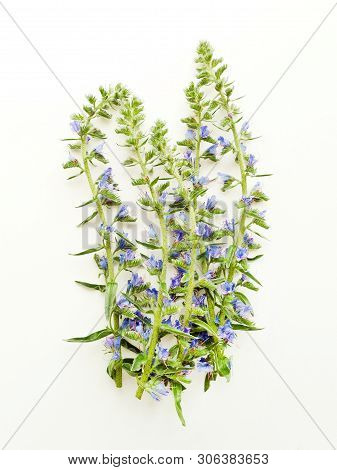 Blueweed On White