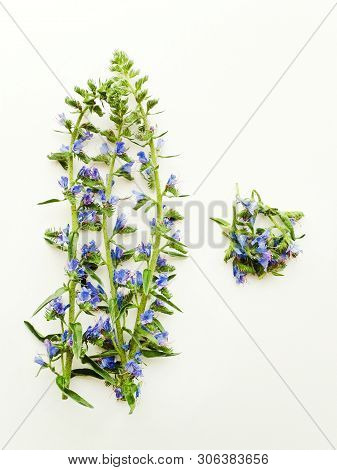 Blueweed On White