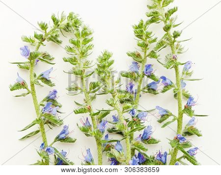 Blueweed On White