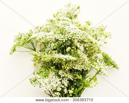 Ground Elder On White