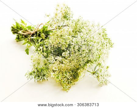 Ground Elder On White