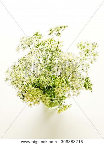 Ground Elder On White