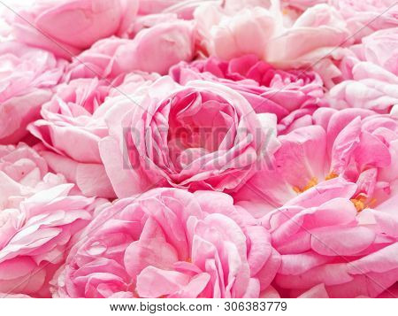 Tea Rose Background