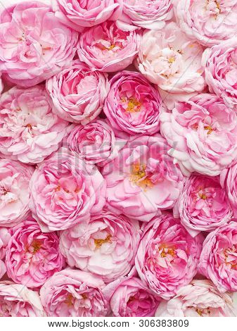 Tea Rose Background