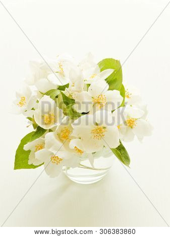 Jasmine On Wood