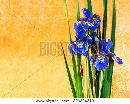 Blue Irises Xiphium On Gold Luxary Background