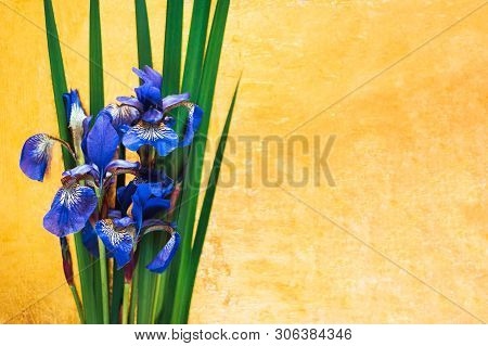 Blue Irises Xiphium On Gold Luxary Background
