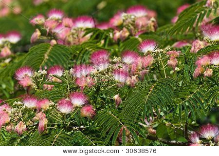 blomster Albizia julibrissin