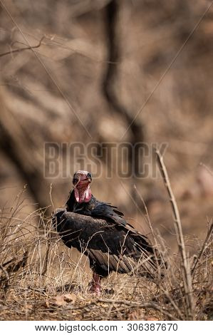 Red Headed Vulture Or Sarcogyps Calvus Or Pondicherry  Vulture Close Up With Expression At Ranthambo