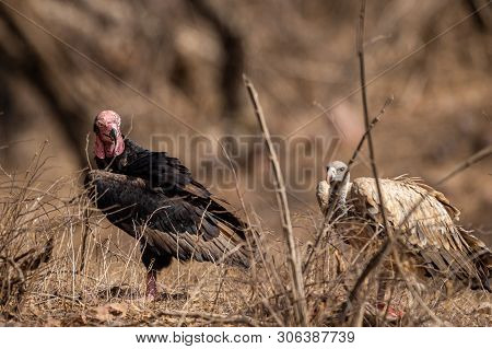 Red Headed Vulture Or Sarcogyps Calvus Or Pondicherry  Vulture Close Up With Expression At Ranthambo