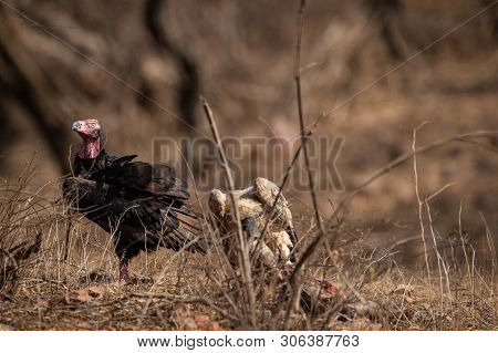 Red Headed Vulture Or Sarcogyps Calvus Or Pondicherry  Vulture Close Up With Expression At Ranthambo