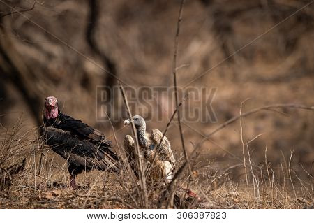 Red Headed Vulture Or Sarcogyps Calvus Or Pondicherry  Vulture Close Up With Expression At Ranthambo