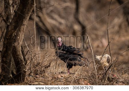 Red Headed Vulture Or Sarcogyps Calvus Or Pondicherry  Vulture Close Up With Expression At Ranthambo