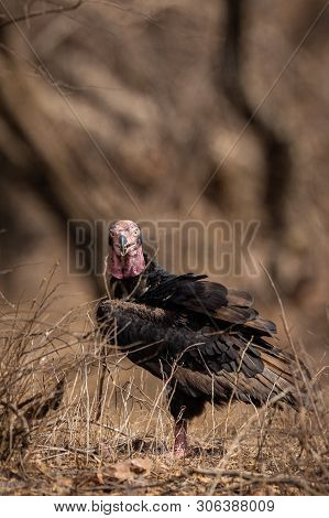 Red Headed Vulture Or Sarcogyps Calvus Or Pondicherry  Vulture Close Up With Expression At Ranthambo