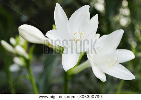 Green Hosta Plantaginea Is Blooming In A Gsrden