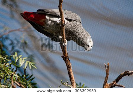 Grey Parrot In Mexican Zoological Garden Reino Animal