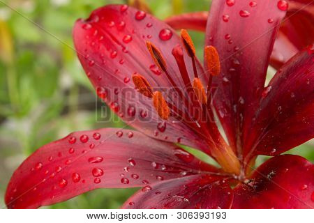 Red Lily In A Gsrden, Close Up