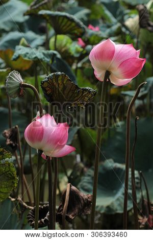 beautiful Pink Lotus Flower With Green Leafs On The Lake