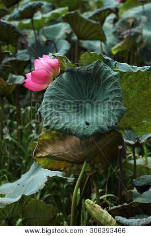 beautiful Pink Lotus Flower With Green Leafs On The Lake
