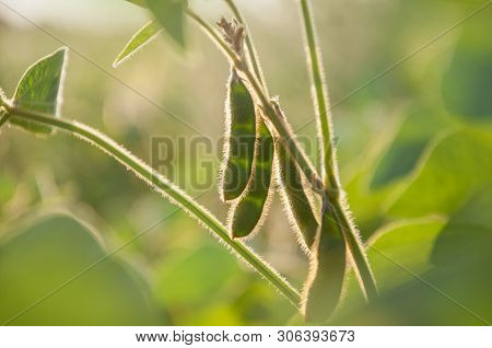 Young Green Pods Of Varietal Soybeans On The Stem Of A Plant In A Soybean Field In The Morning Durin