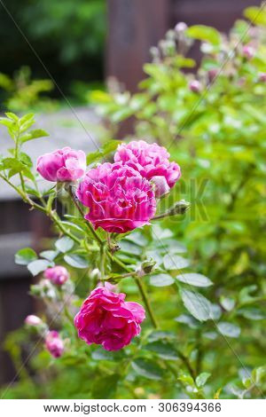 Flowers Of Climbing Roses Closeup In Sunny Summer Day