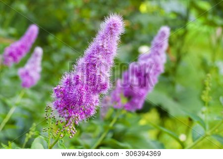 Closeup Of Flowering Willow-herb (spiraea Salicifolia) In The Garden