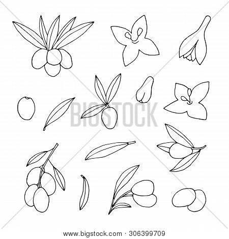 Sketch Collection Of Olive Branches And Flowers. Hand Drawn Outline Oliva Oil Vector Set.