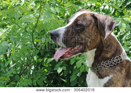American Staffordshire Terrier Outdoor Portrait On The Background Of Green Bushes. Close-up