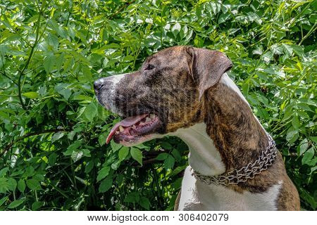 American Staffordshire Terrier Outdoor Portrait On The Background Of Green Bushes. Close-up